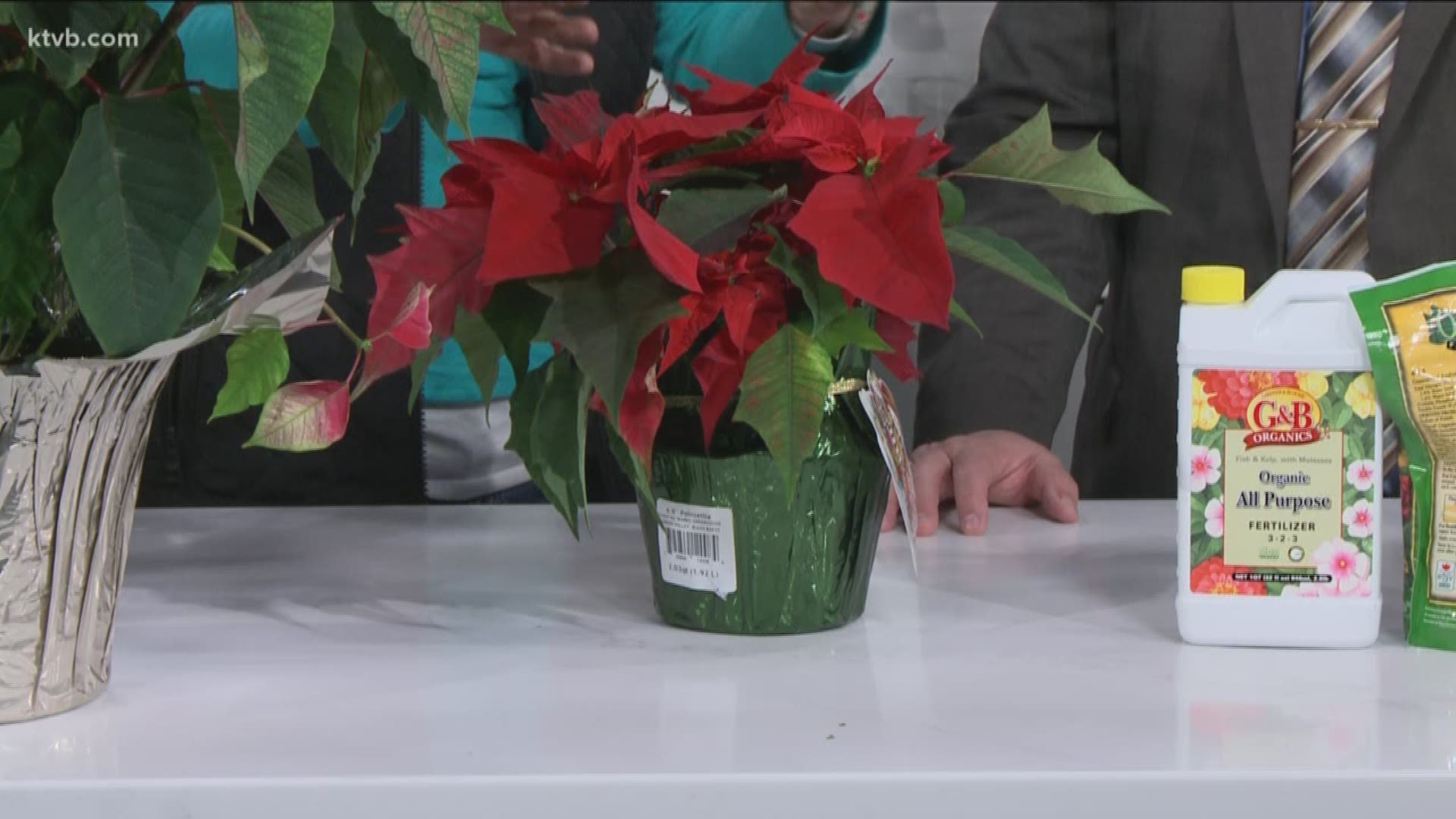 Jim and his guest show us a few tips to help your poinsettias last longer.