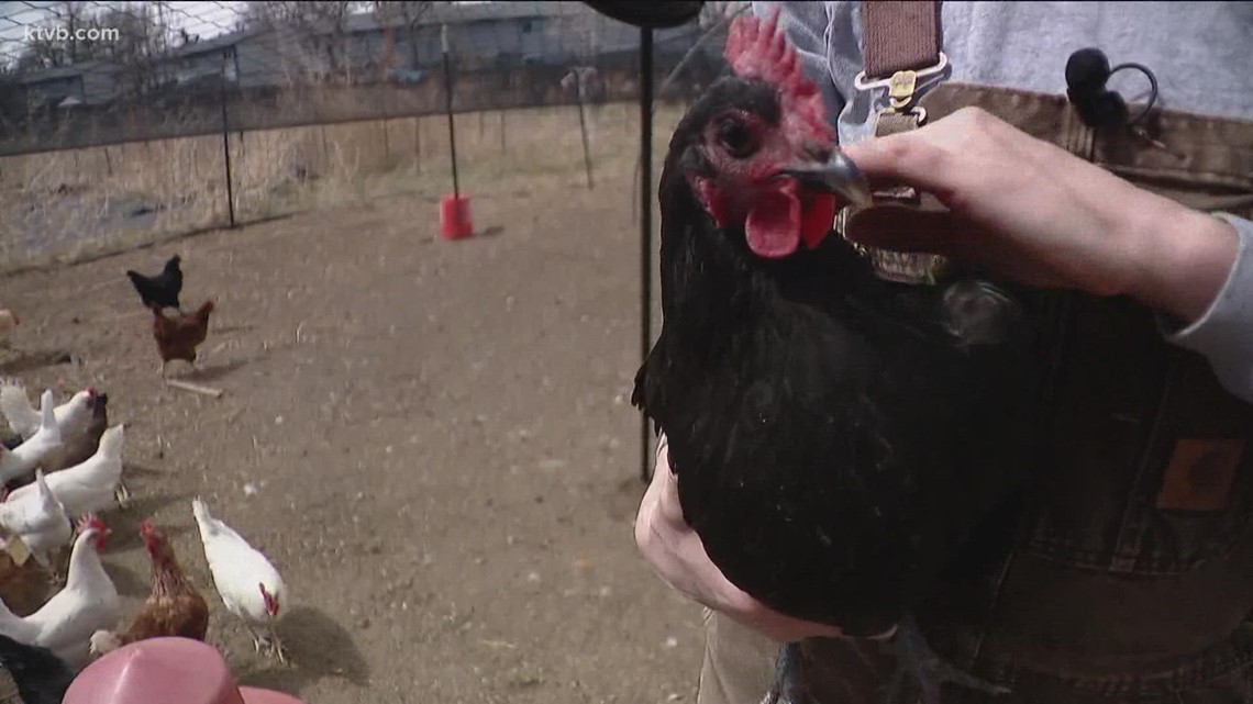 Avian flu moving through Idaho, kills more than 50 birds at Kuna animal sanctuary