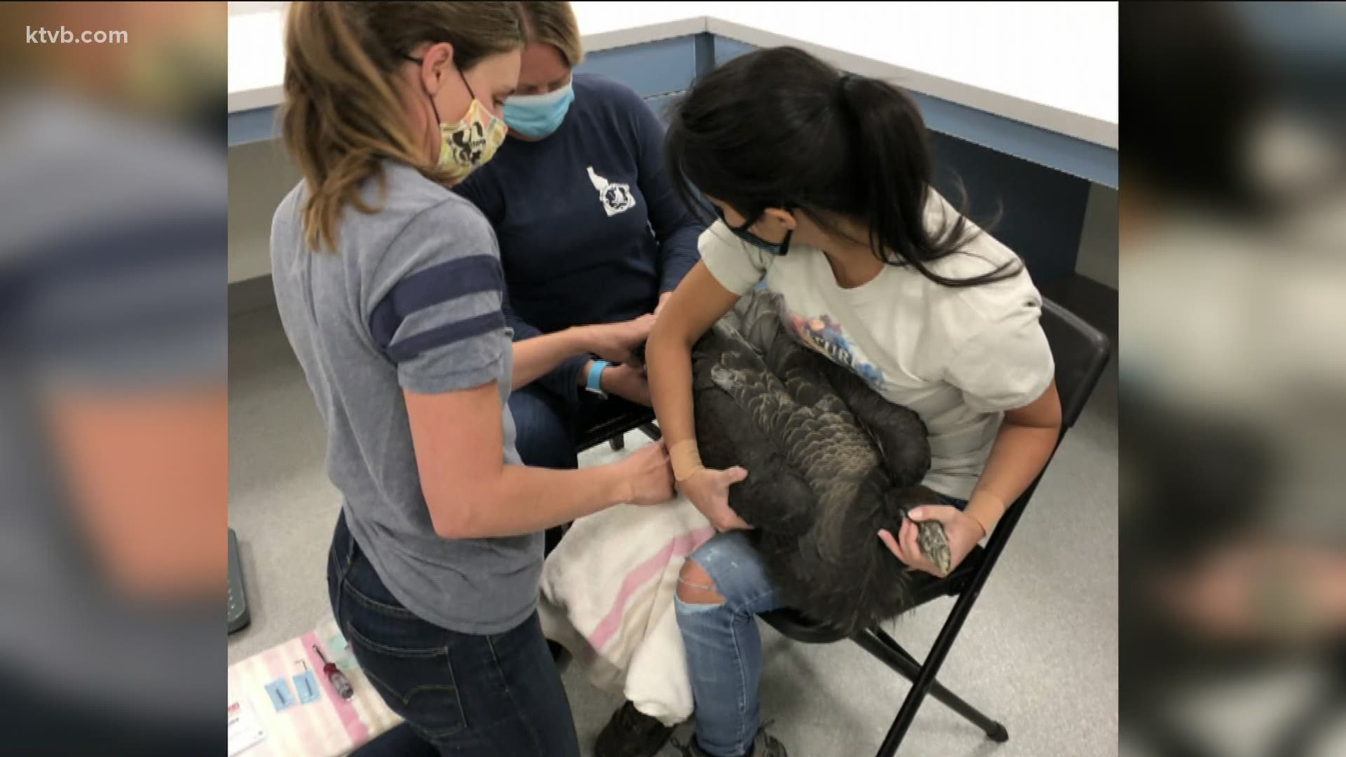 The Oregon Zoo had to relocate 44 condors from its breeding facility in Clackamas County after being placed under an evacuation order due to wildfires.