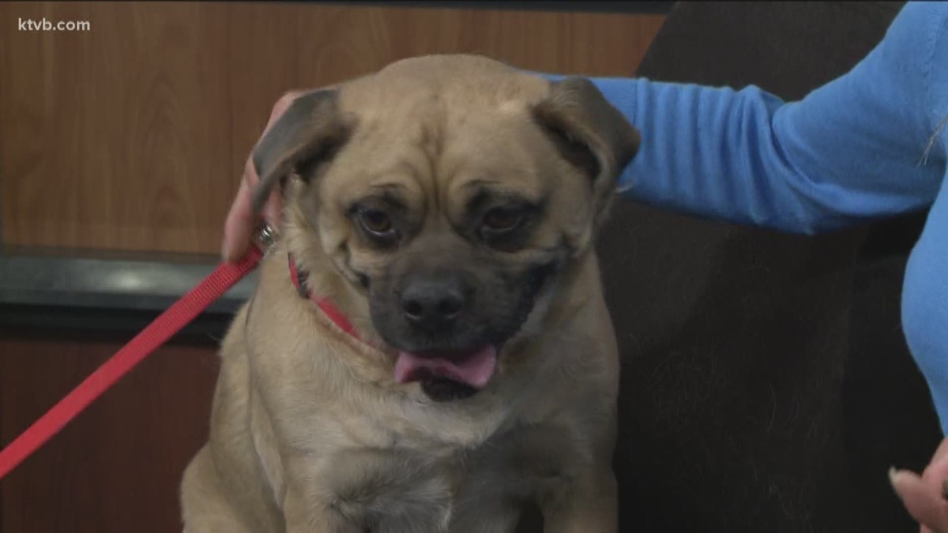 Mikey is available now for adoption from the Idaho Humane Society. He has a sweet personality and is very independent.