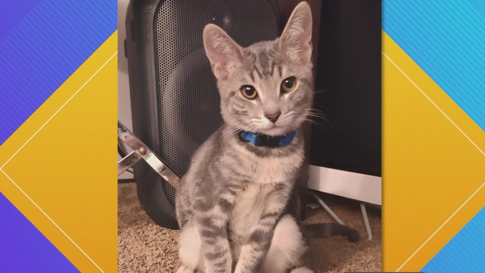 Pet Pics: Marcus likes to go camping and play fetch. Isn't he a cat?