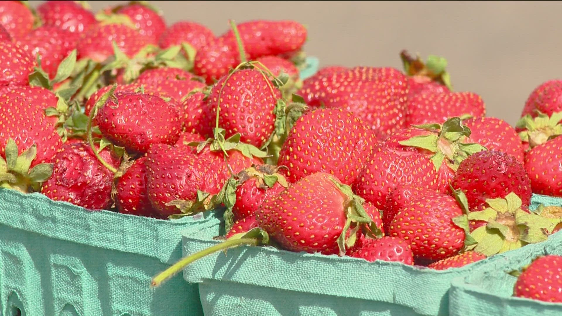 Now that it's the mid-point of the summer season, people have begun to harvest produce from their gardens. But for some Idaho families, gardens are a small business.