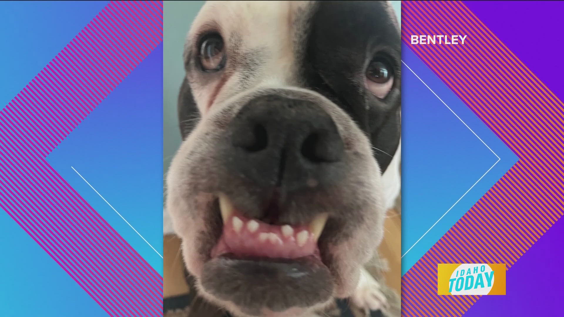 Pet Pics: The dog days of summer