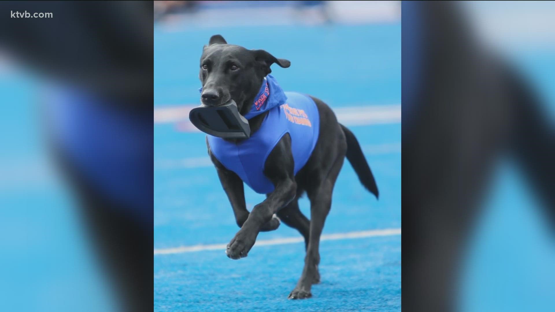 Before his sudden death, Kohl was set to pass the torch of official dog tee duties to his son, Blitz, during Boise State's home opener on Sept. 10.