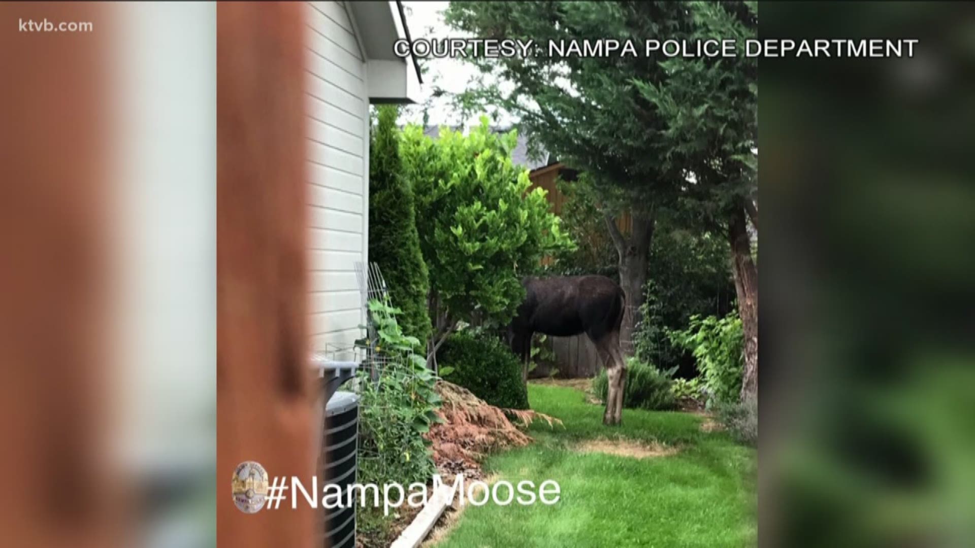 Loose moose captured in Nampa