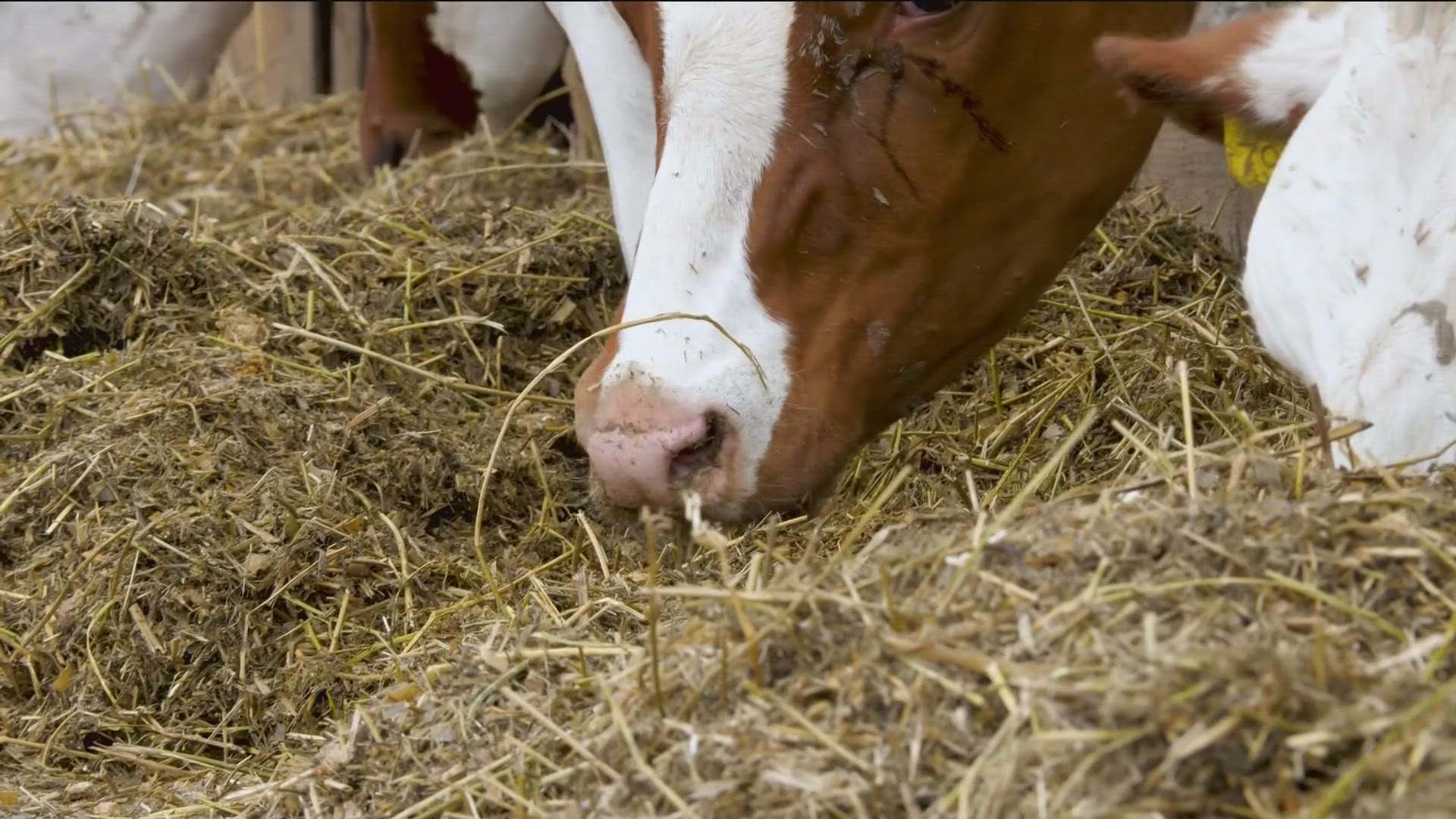 In an effort to reduce methane, scientists are utilizing seaweed for cattle. 