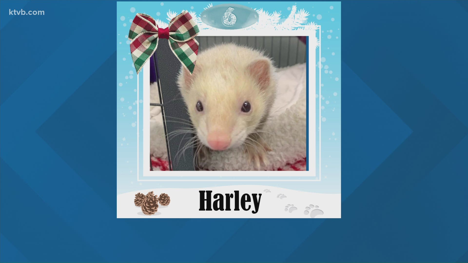 Harley is very sweet, curious and likes to play with kids.