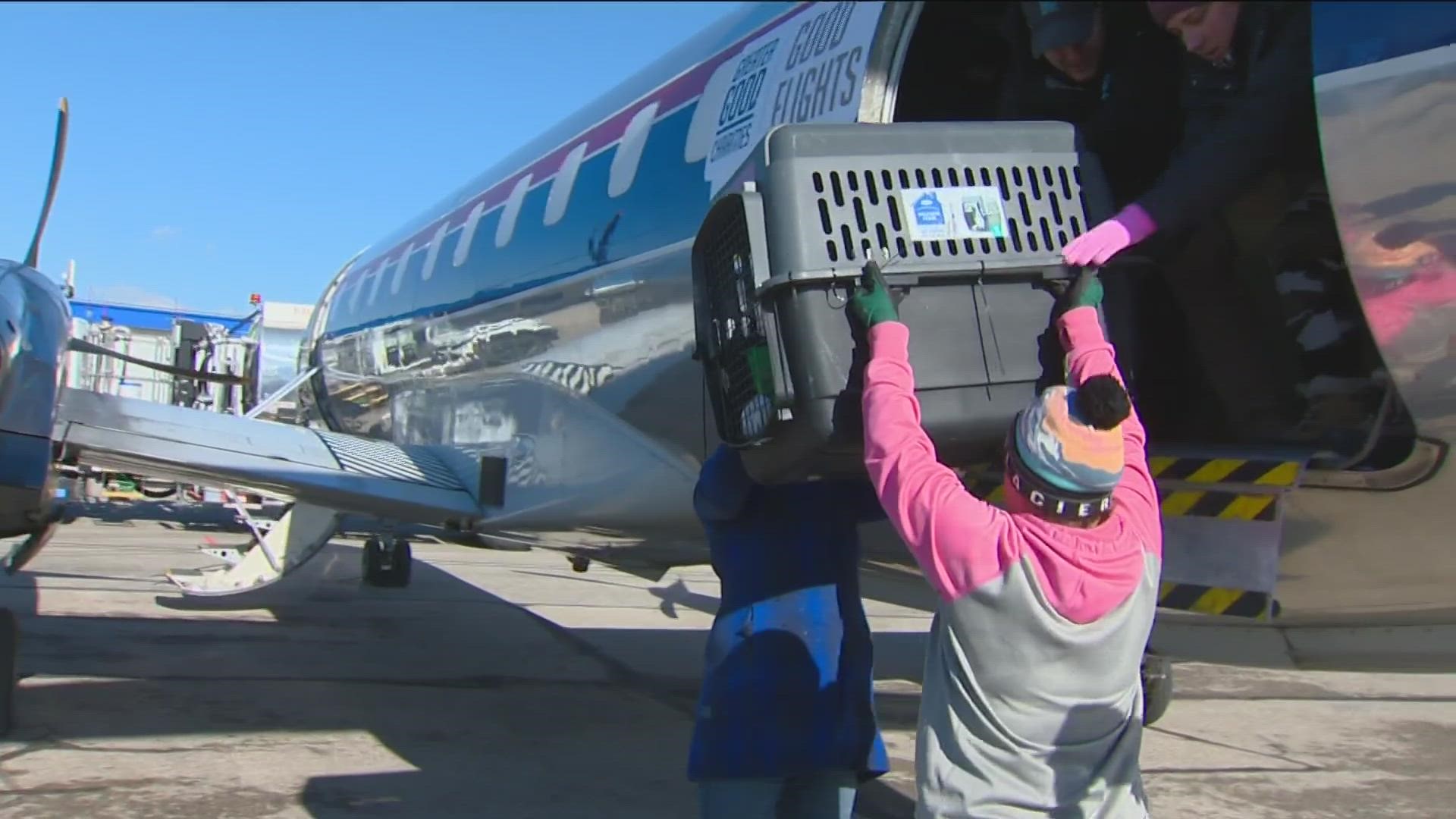 Boise Airport (BOI) received approximately 130 cats and dogs through Good Flights' "Flying to Forever Homes" program in their first stop to a home and loving family.