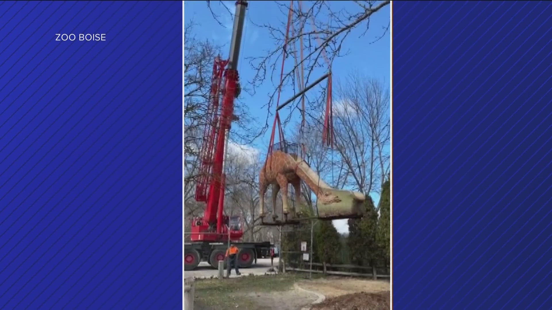 Giving kids a level playing ground, the slide has moved next to the giraffe exhibit. The reopening is April 24.