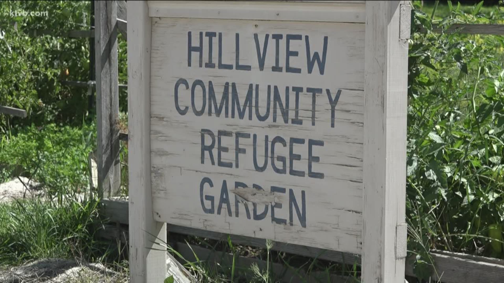 Police are looking for the people who stole vegetables from the community garden.