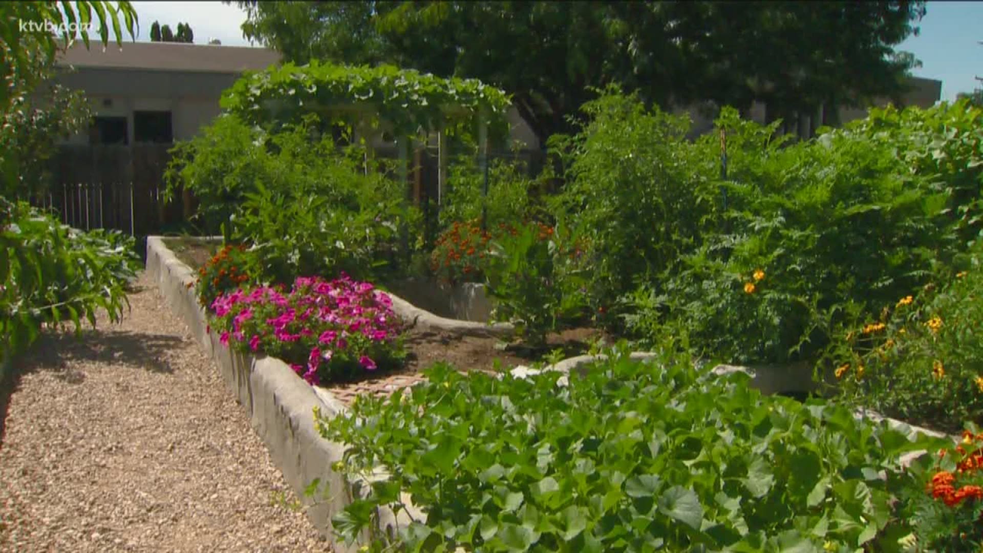 Jim Duthie introduces us to a man whose family grows everything in their backyard garden.