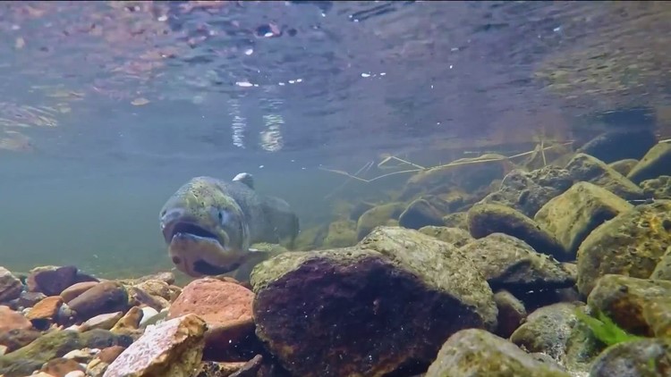 Spring Chinook salmon fishing season set for Idaho rivers