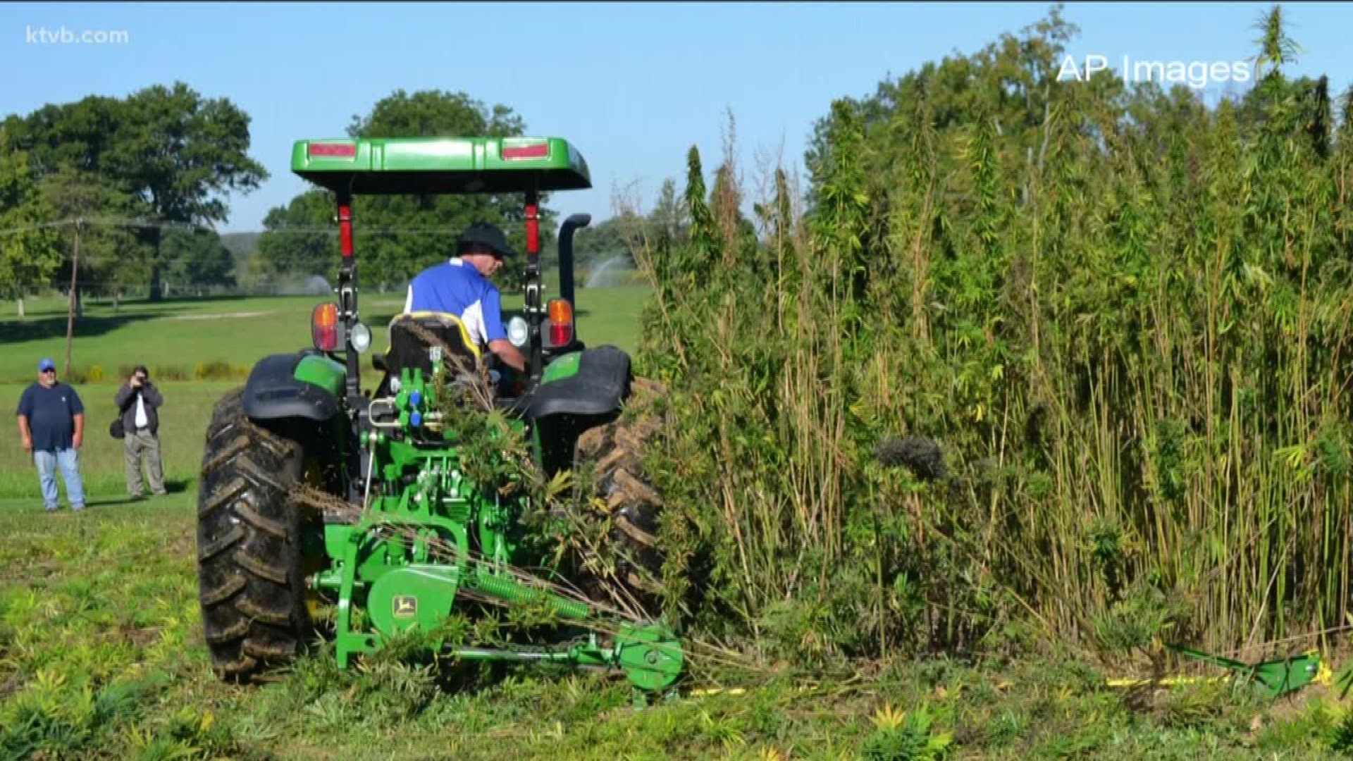 The bill would make hemp production and processing legal in Idaho.