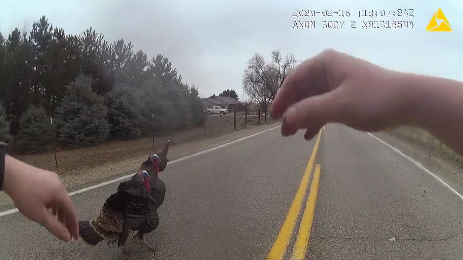 A deputy tried to get three turkeys off the road so they didn't get hit. The birds weren't having it. "You guys are angry," the deputy said before giving up.