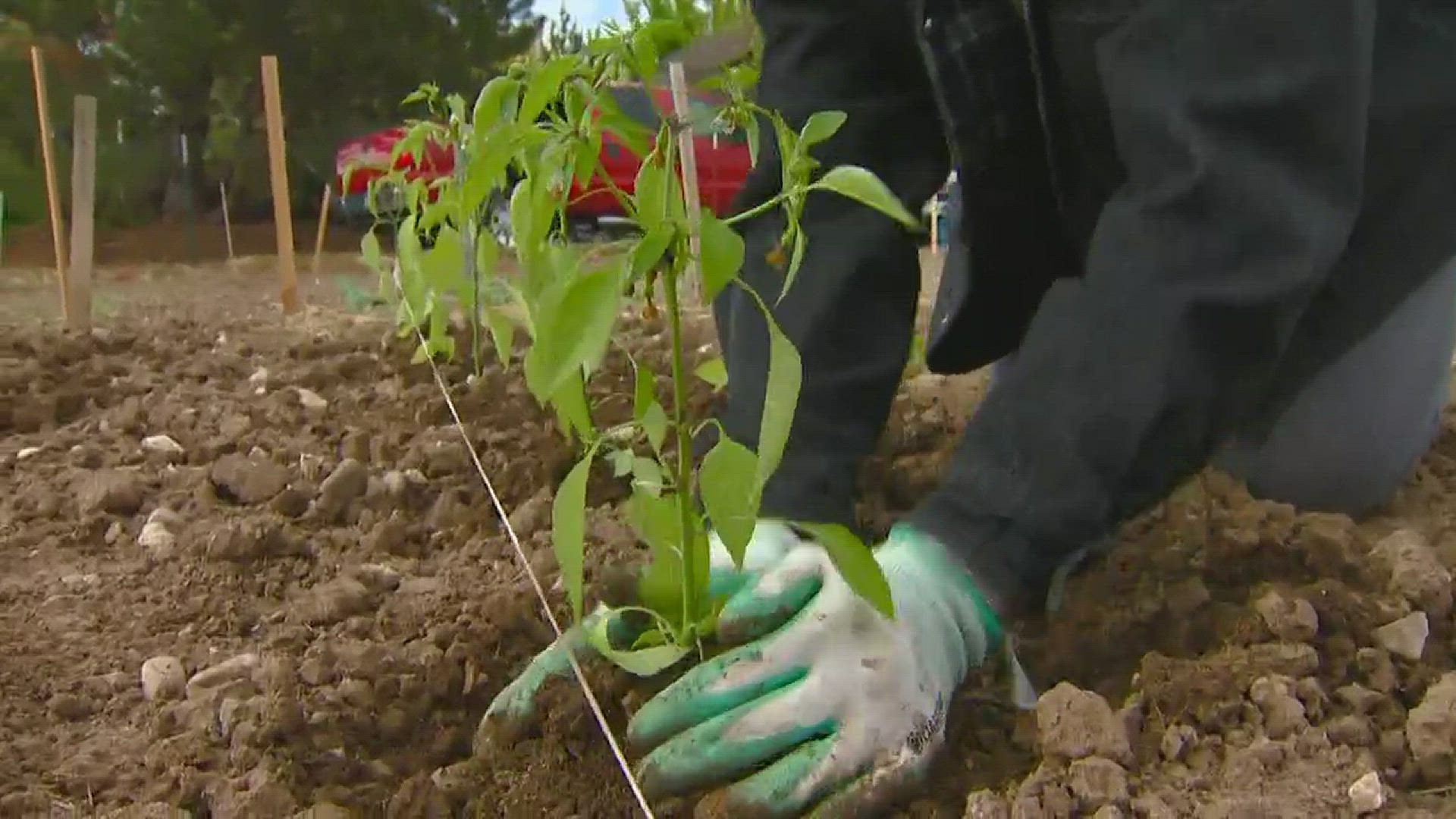 Jim Duthie shows us a local garden that produces thousands of pounds of food for the needy.