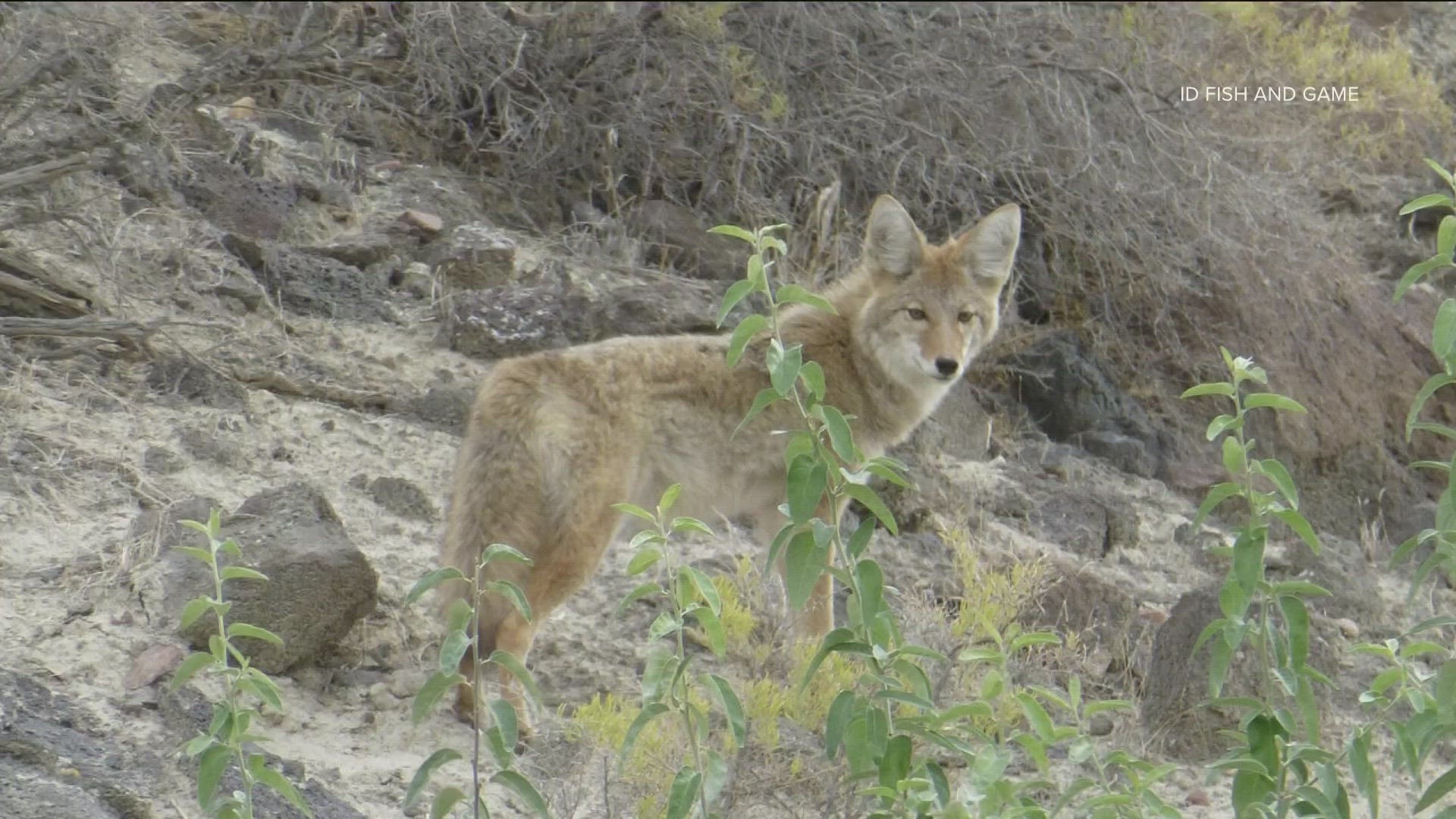 "Our advice is to avoid known areas with coyotes and foxes and keep your dogs on-leash when in these areas," Regional Wildlife Manager Mike McDonald said.
