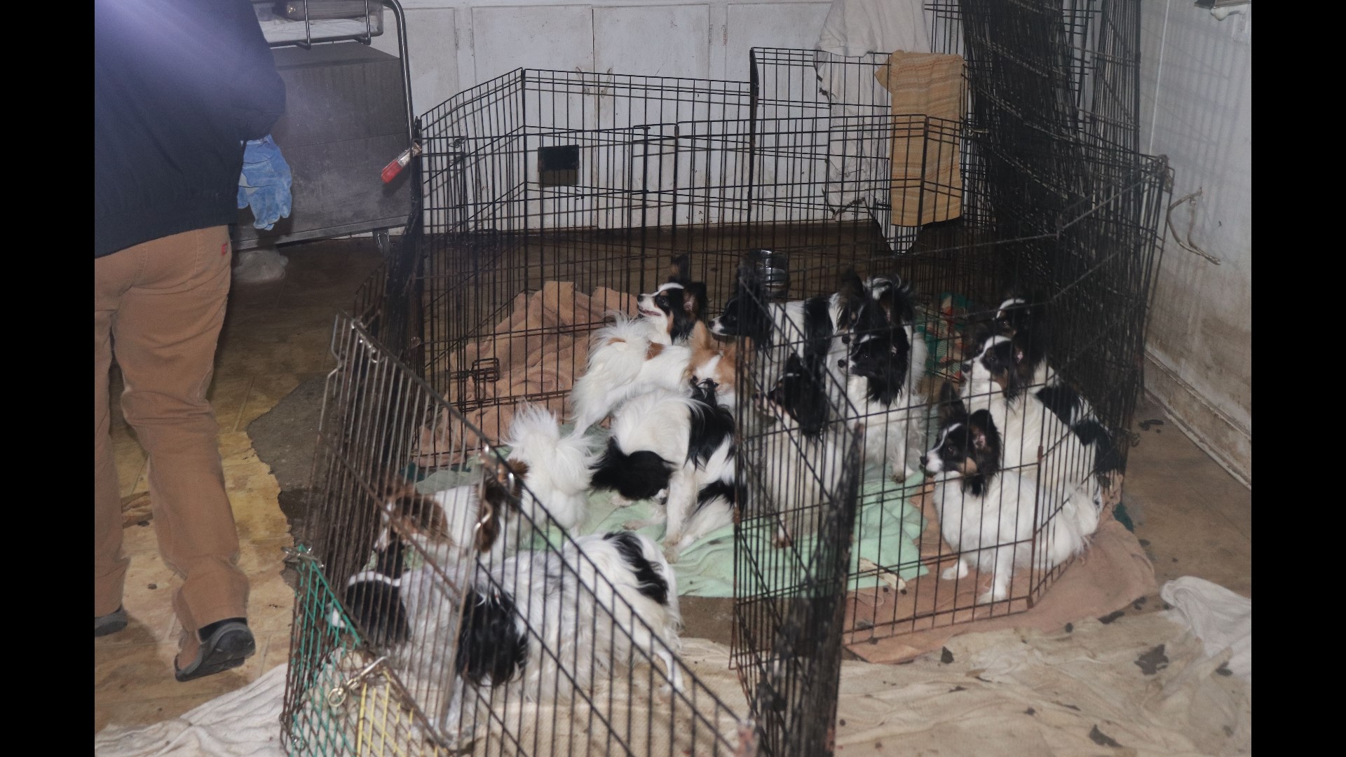 Dogs seized in Mountain Home hoarding case handed over to Idaho Humane ...