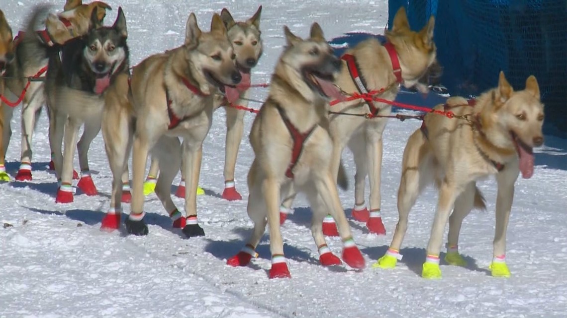 why do iditarod dogs wear booties