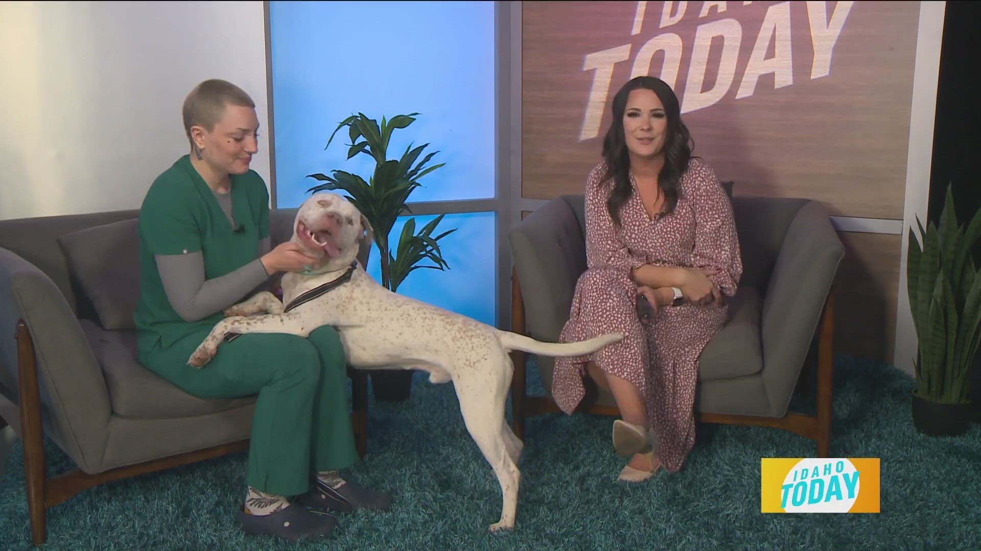 Today we meet Apollo with the Idaho Humane Society.