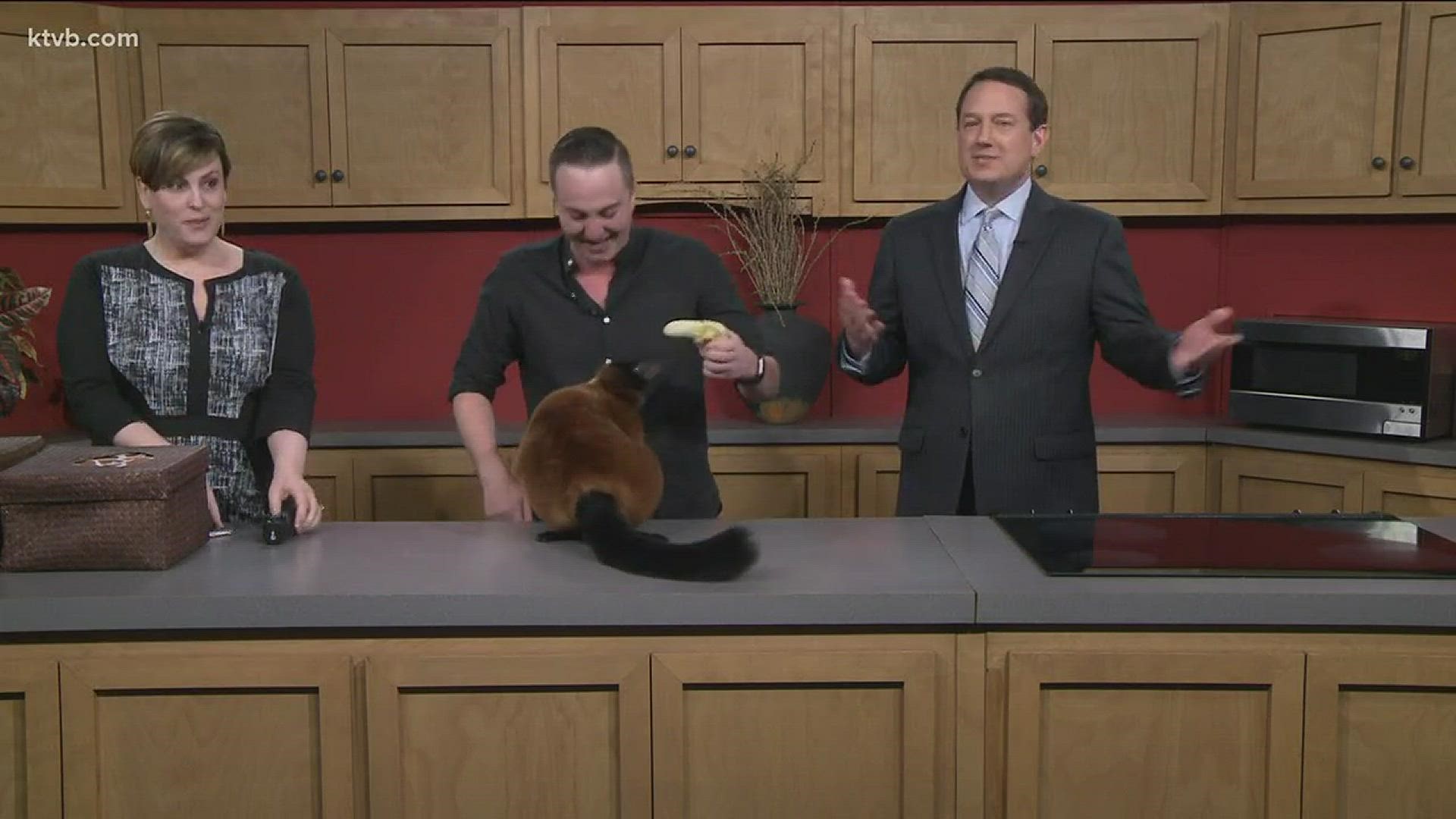 That moment on Today's Morning News when Brandy the lemur pooped on Maggie then she got a kiss from a baby kangaroo