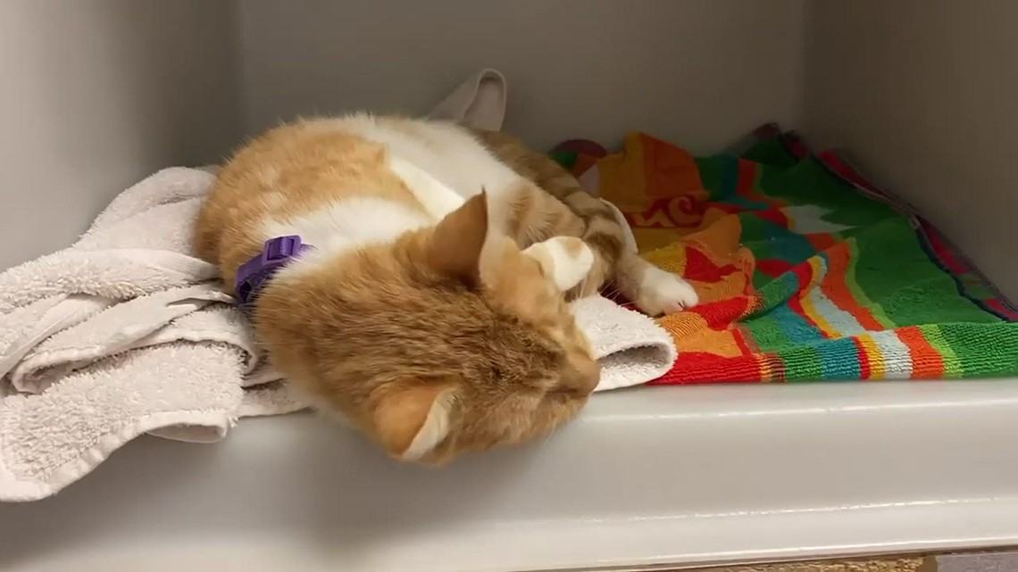 Hermaphrodite cat at West Valley Humane Society | ktvb.com