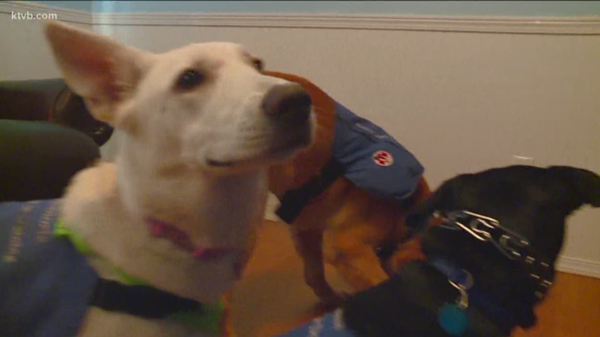 Several states crack down on 'fake' service animals 'The dog is there