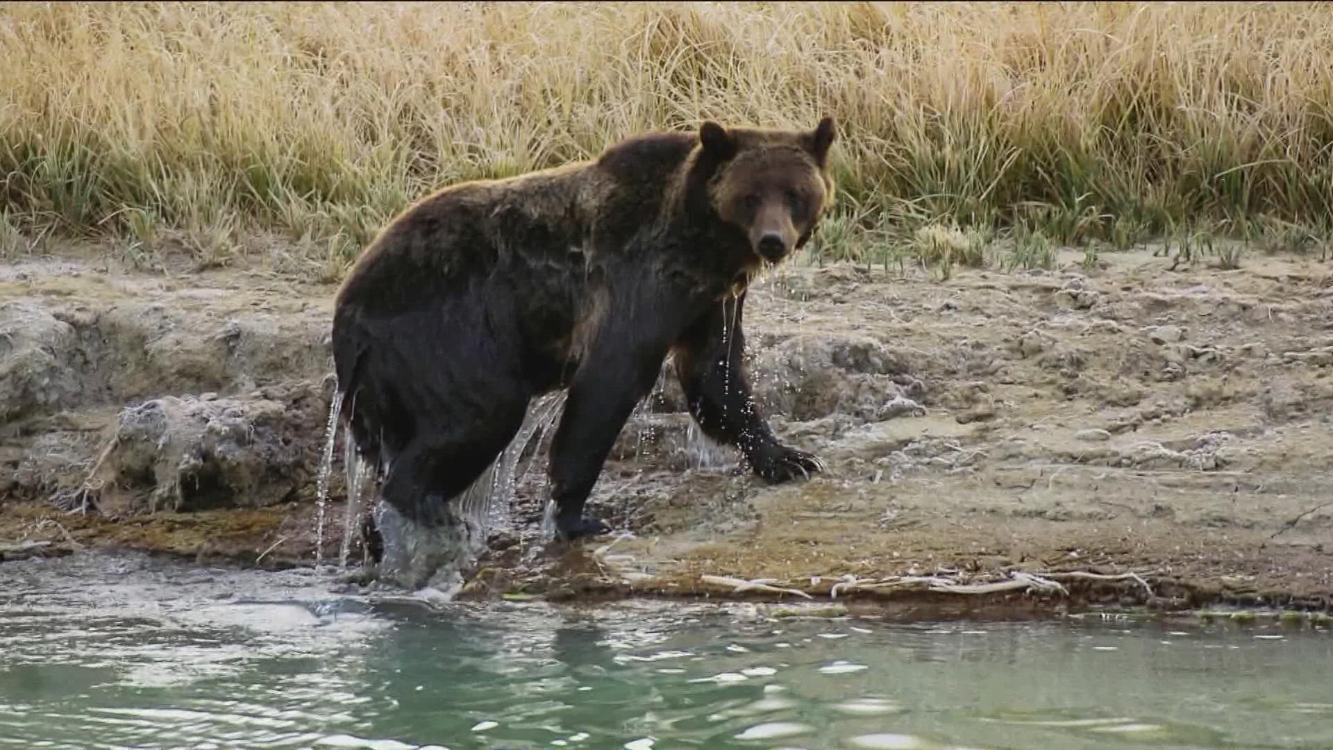 The sow grizzly and the cubs first became a public safety concern this fall, when they began frequenting the residential areas near Yellowstone National Park.