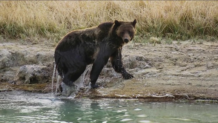 Idaho Fish and Game officers euthanize grizzly and two cubs
