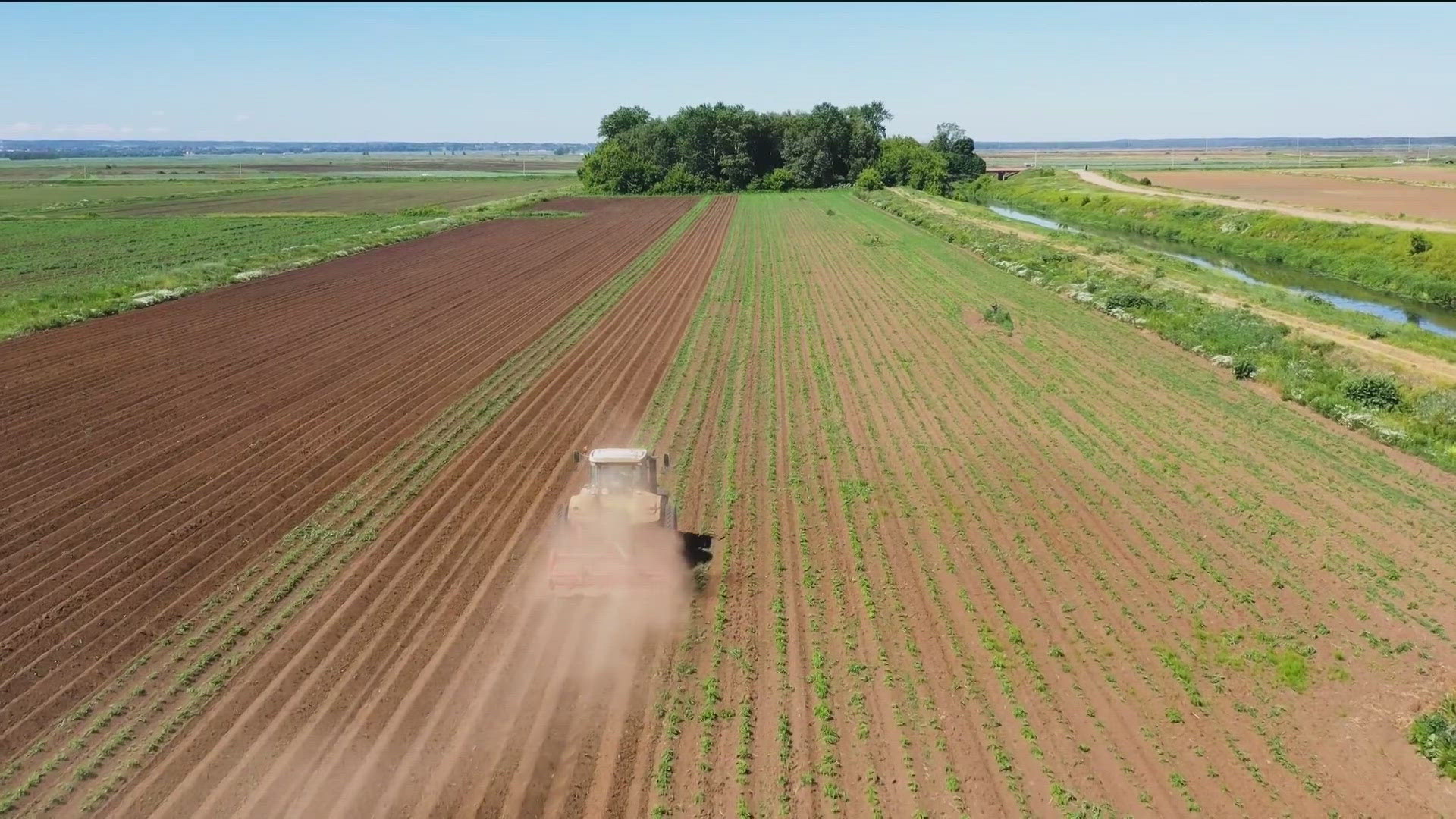 The study found potatoes in smokey areas were smaller, darker and misshapen.