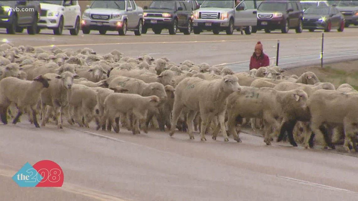 Hundreds of sheep cross the road in annual sheep hop