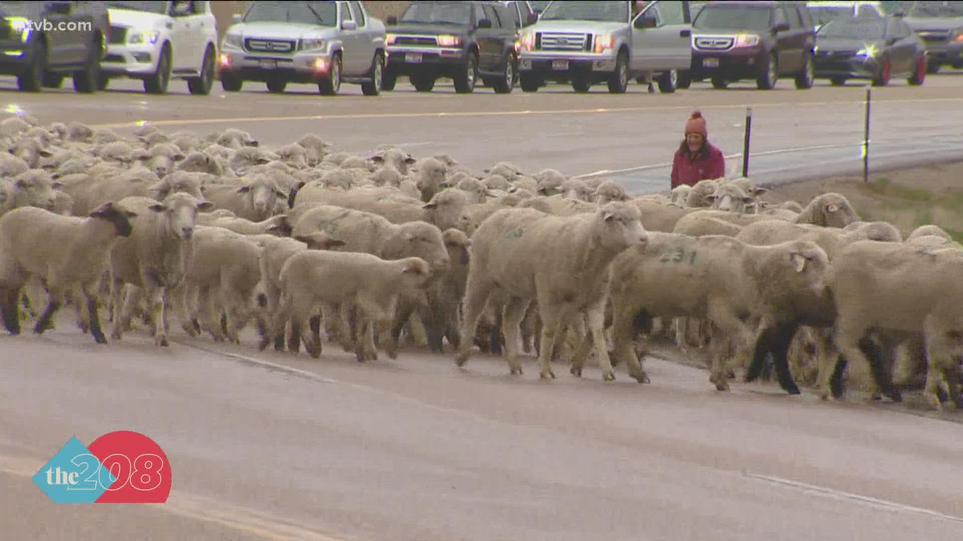 Eagle Police shut down the 5-lane road to let hundreds of sheep cross. Rancher Frank Shirts and his crew have been doing this for decades.