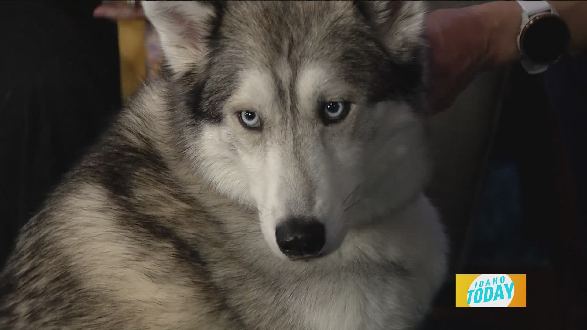 This sweet husky is so gentle and will make a great addition to any family