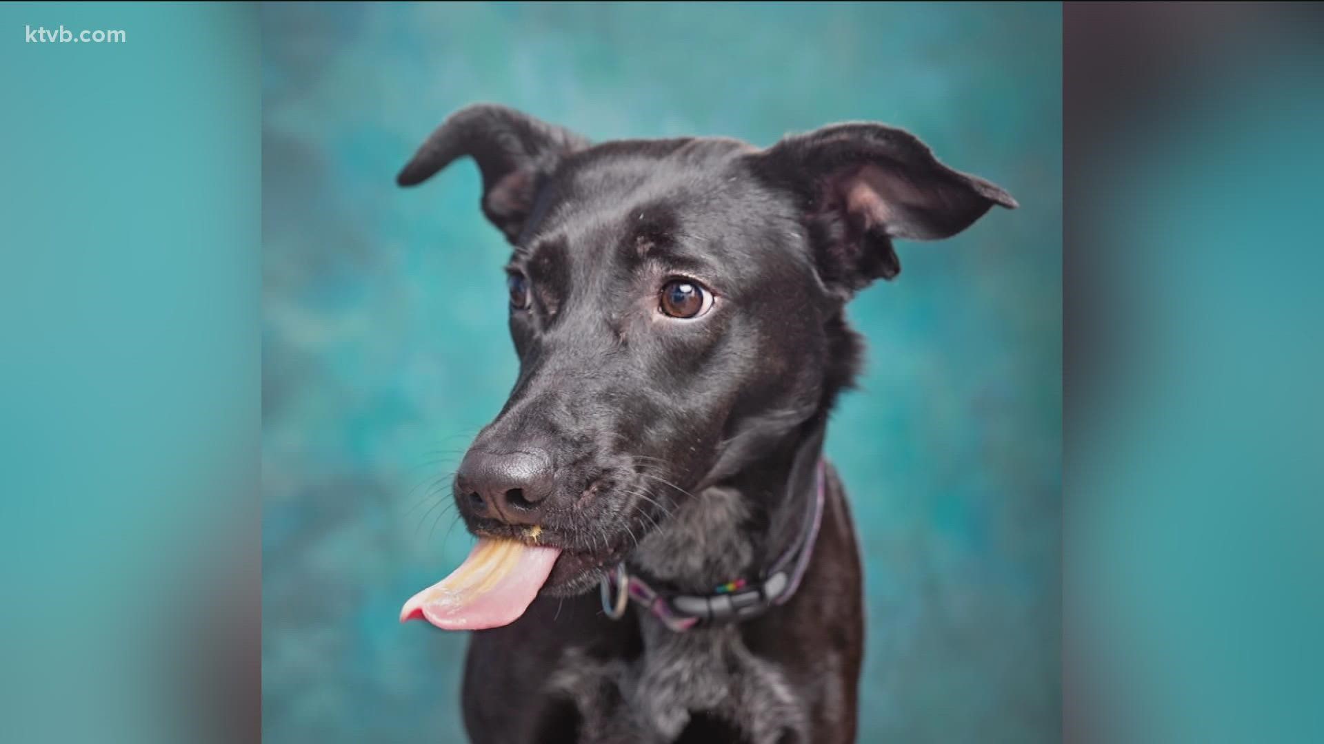 Looking for a furry friend this Christmas? KTVB will be featuring adoptable pets this month as part of the annual 12 Strays of Christmas Event.