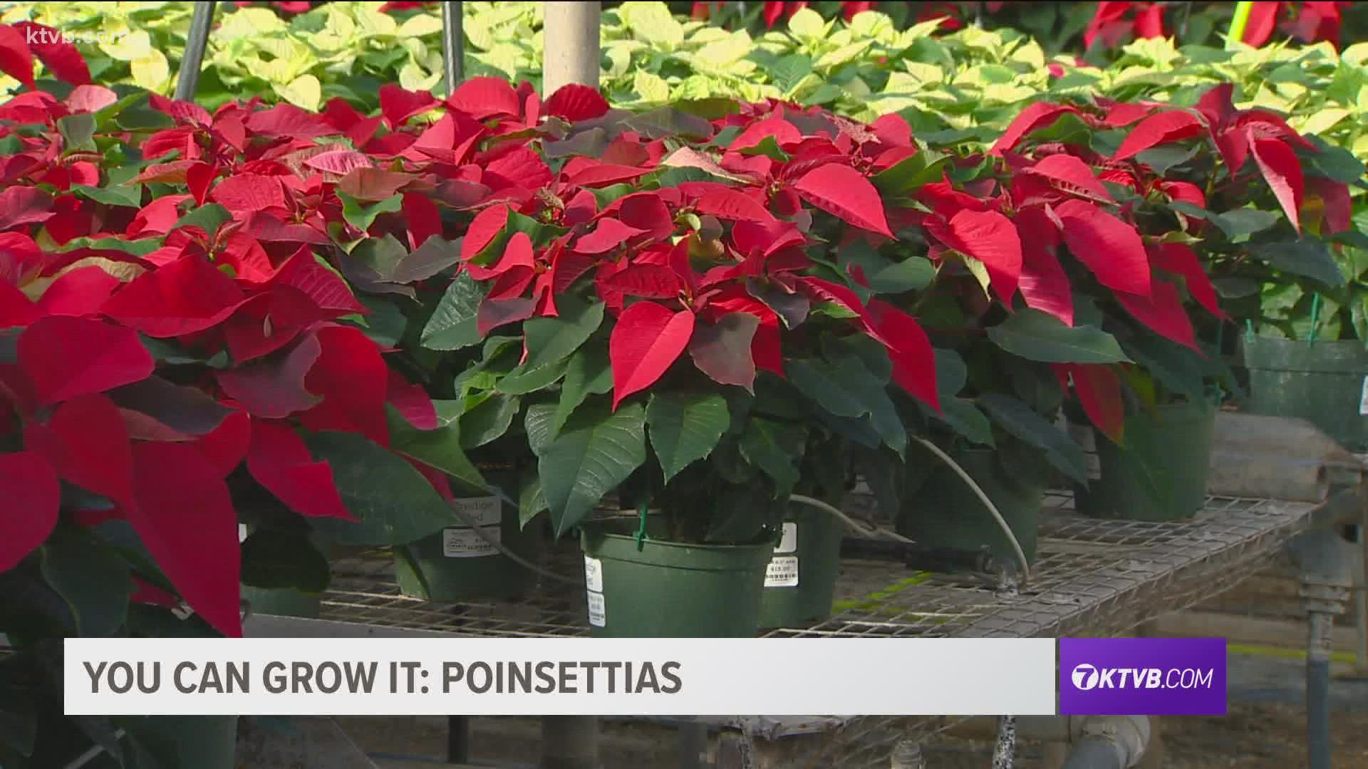 Learn about the iconic flower of the holiday season.