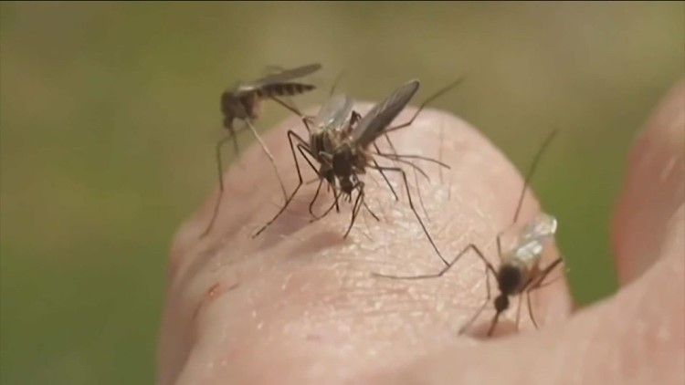 Mosquito season picks up with summer weather
