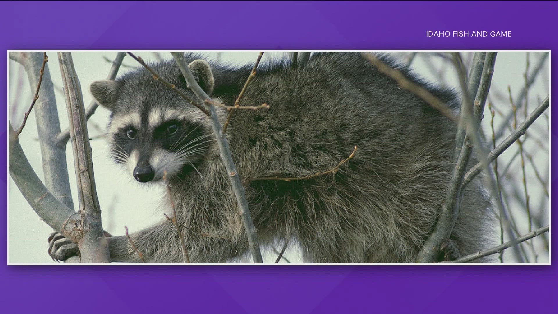 Rare raccoon attack in Idaho leaves infant hospitalized | ktvb.com