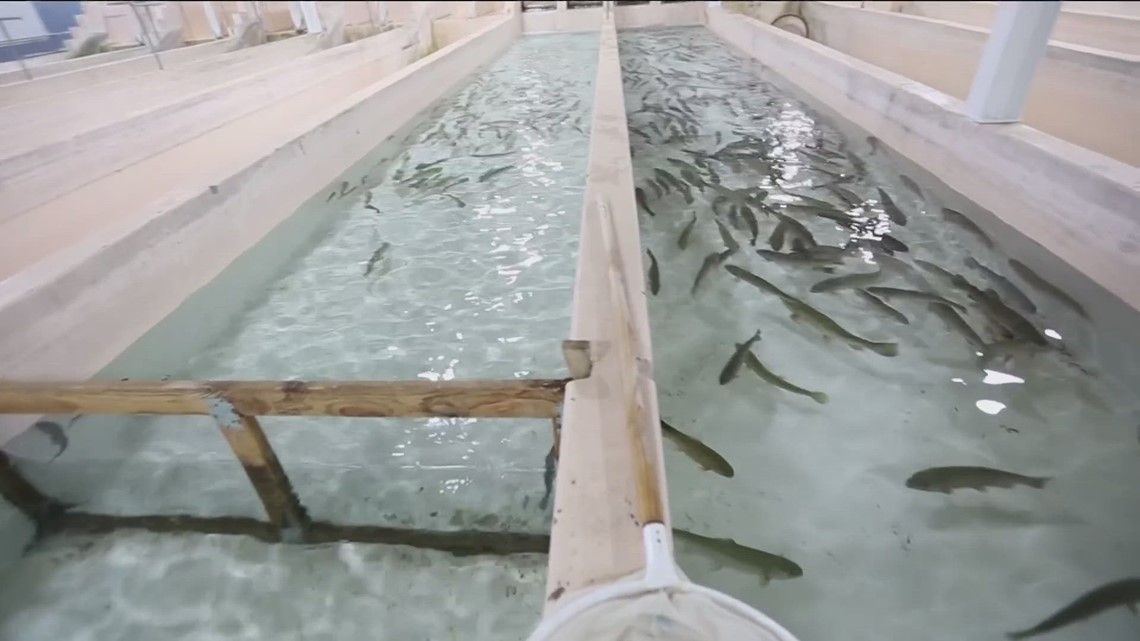 'It hasn't been a day of work since I started': CSI's aquaculture program spawns new opportunities for students - Vimarsana News