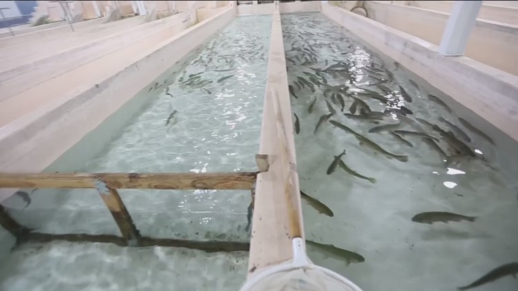 'It hasn't been a day of work since I started': CSI's aquaculture program spawns new student opportunities