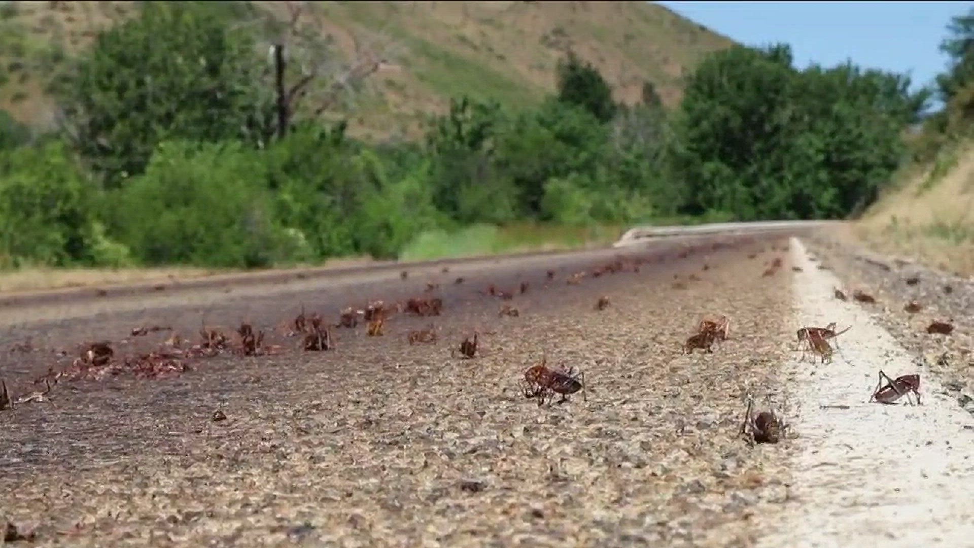 Mormon crickets causing "icy-like" conditions on Idaho roads