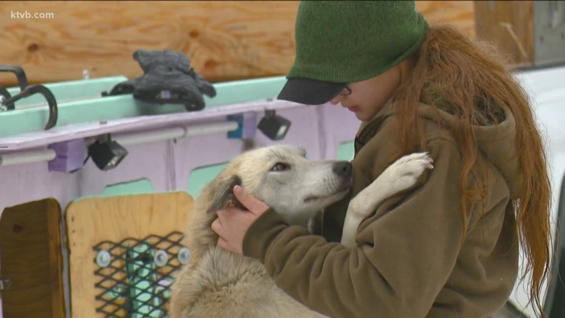 Seppa Francis will be the sole junior competitor in Thursday's Idaho Sled Dog Challenge.