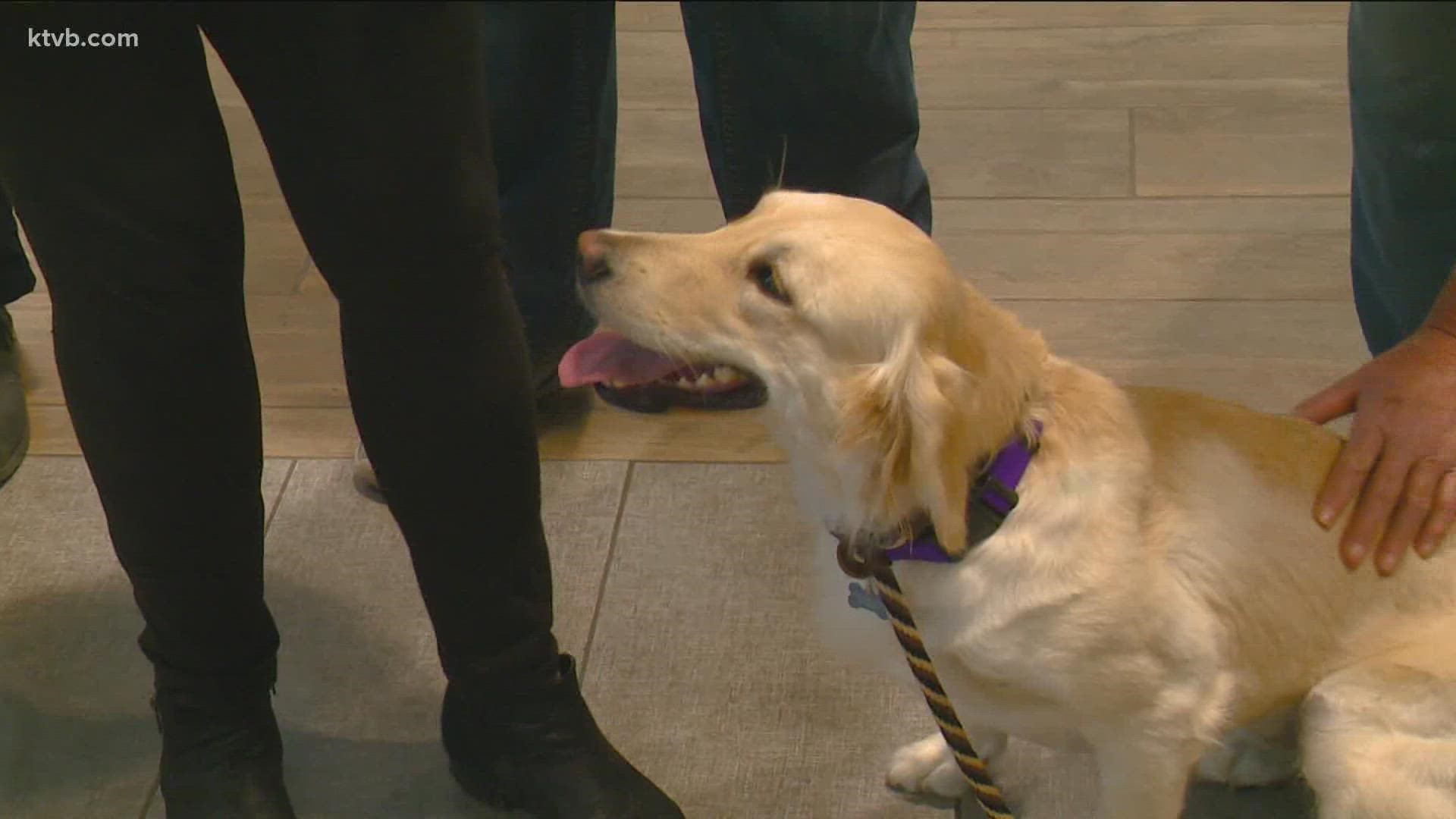 Clover, a two-year-old female golden retriever, was officially adopted by Boise Police on Monday.