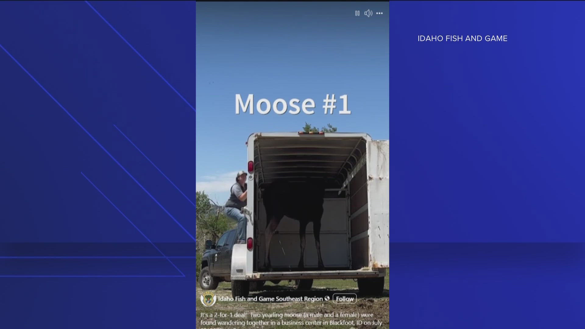 Idaho Fish and Game said the moose were wandering near the Ridley’s Family Markets store and Taco Bell. Both were relocated to a more "suitable habitat."