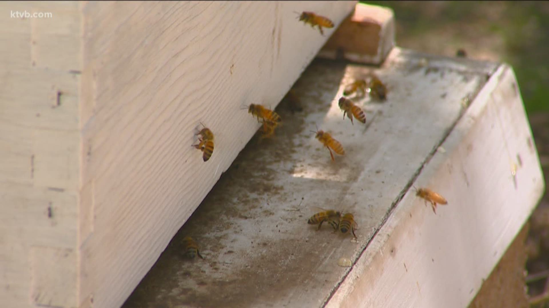 In this first of two parts, Jim Duthie takes a closer look at the life of the little honeybee.
