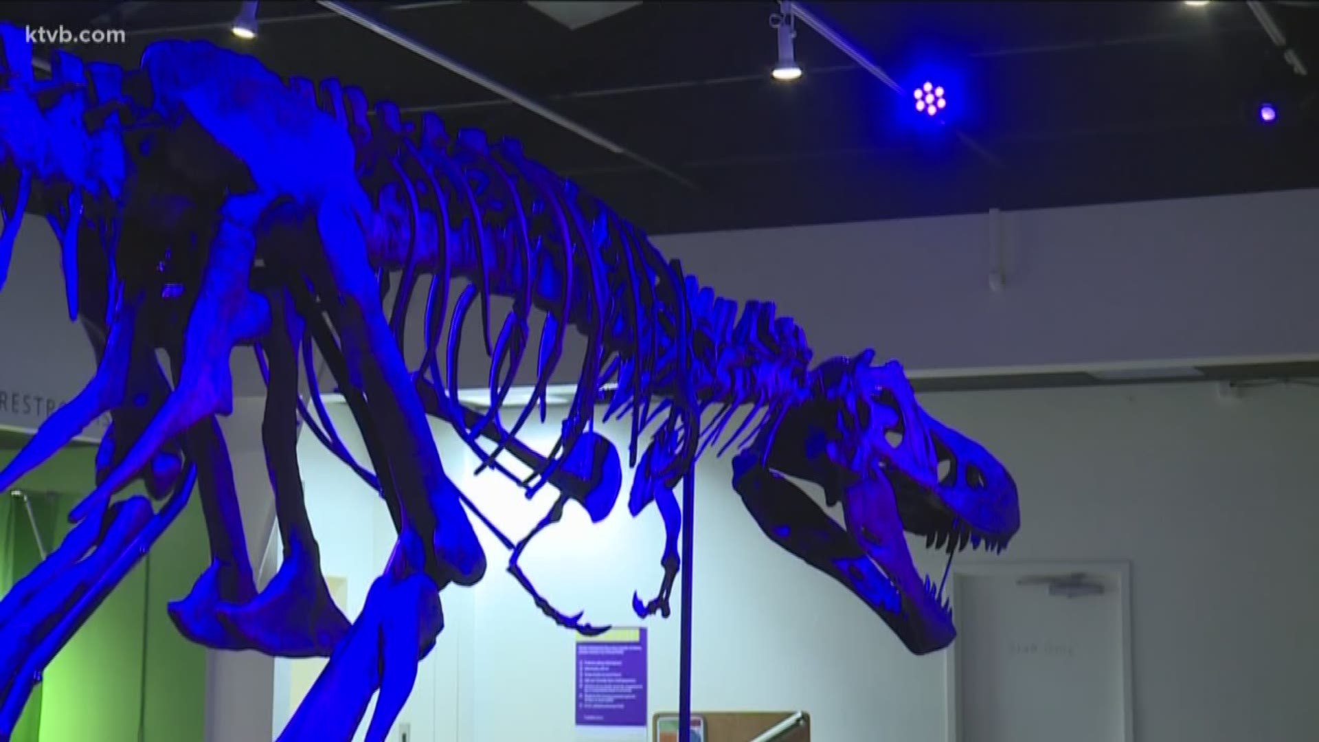 A cast of the dinosaur's remains is part of a new 'long-term' exhibition at the Discovery Center of Idaho