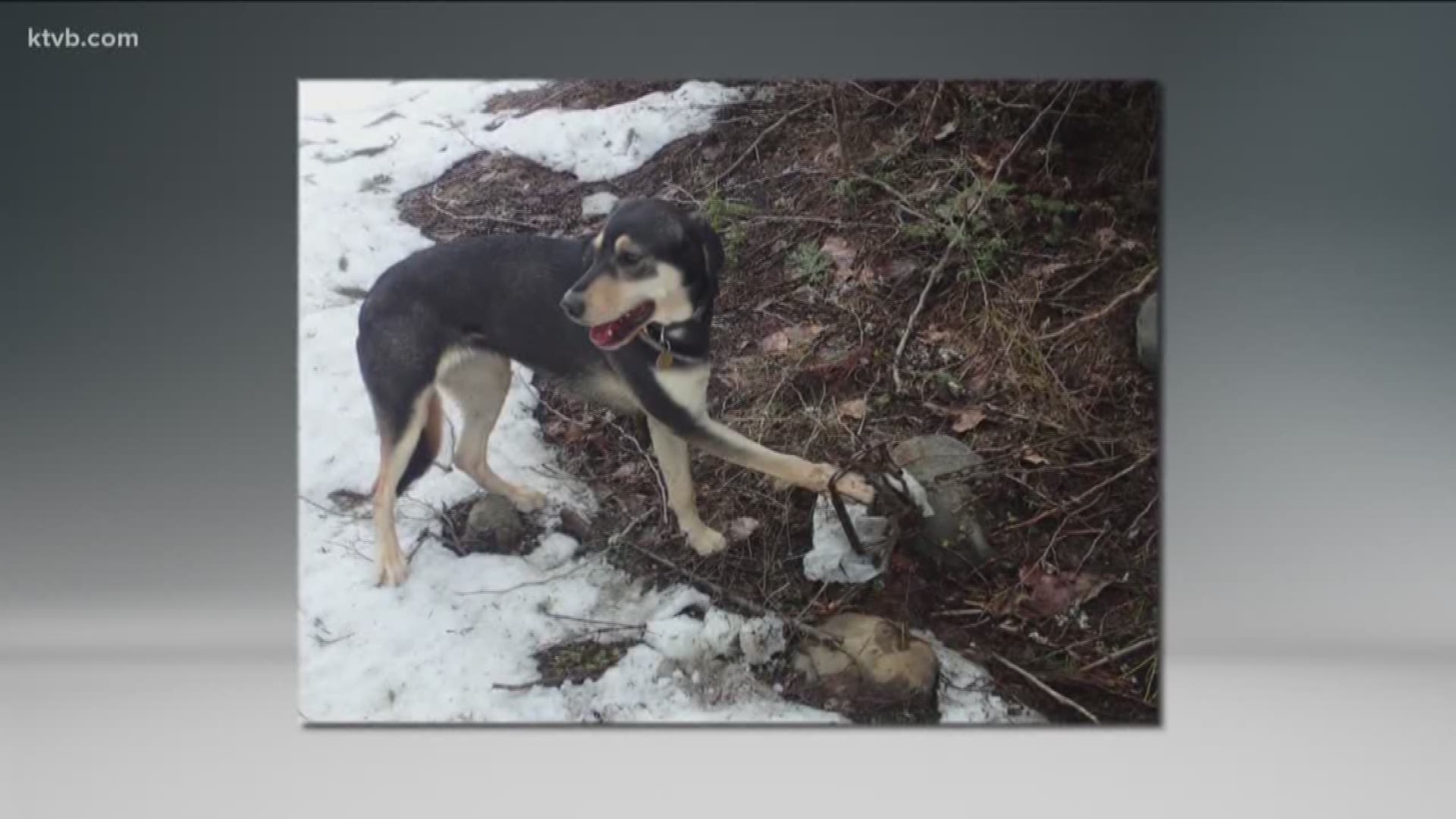 Unnecessary and callous': Man warns pet owners after his dog got caught in  trap during hike in Ada County 