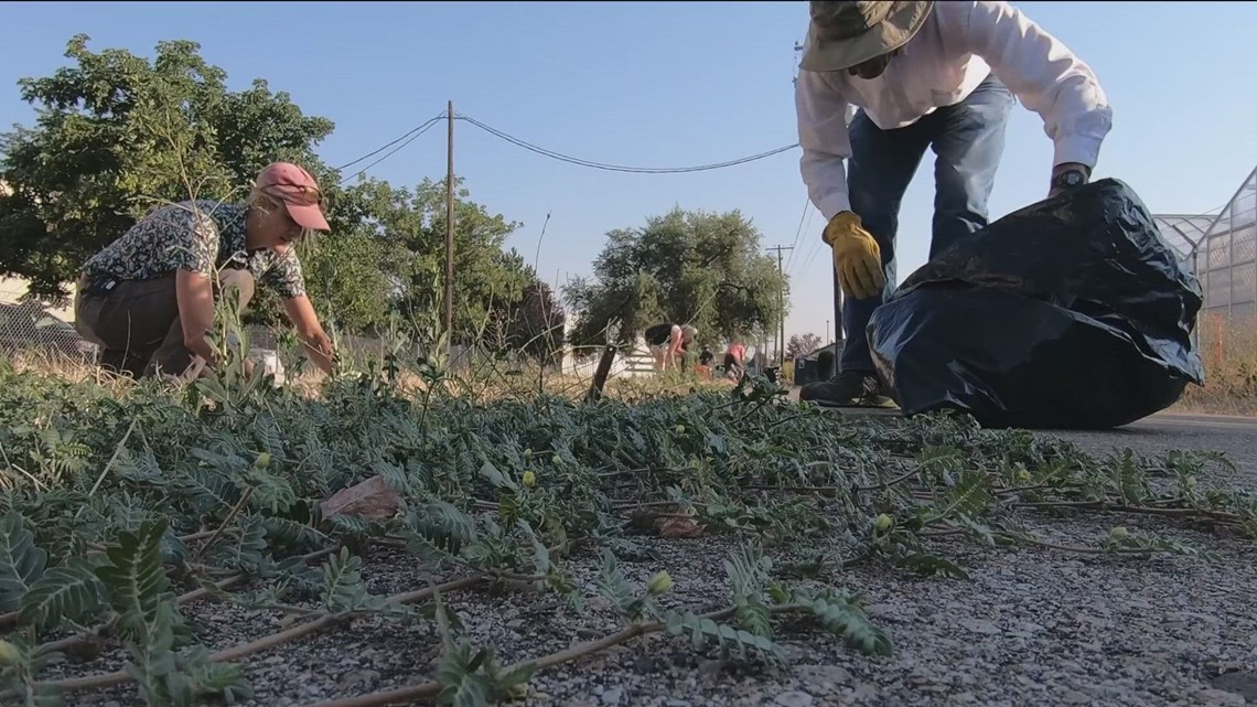 'Weed Warriors' take on goatheads plaguing Boise paths and trails - Vimarsana News