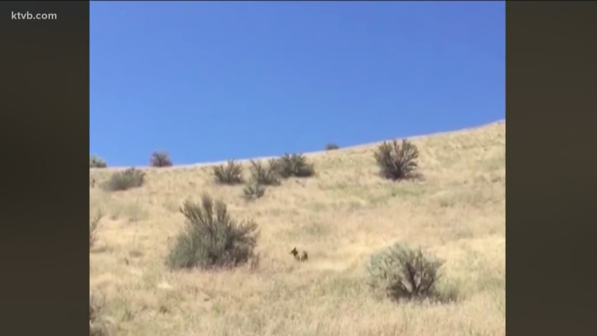 Fish and Game officials believe the coyote is protecting her pups.