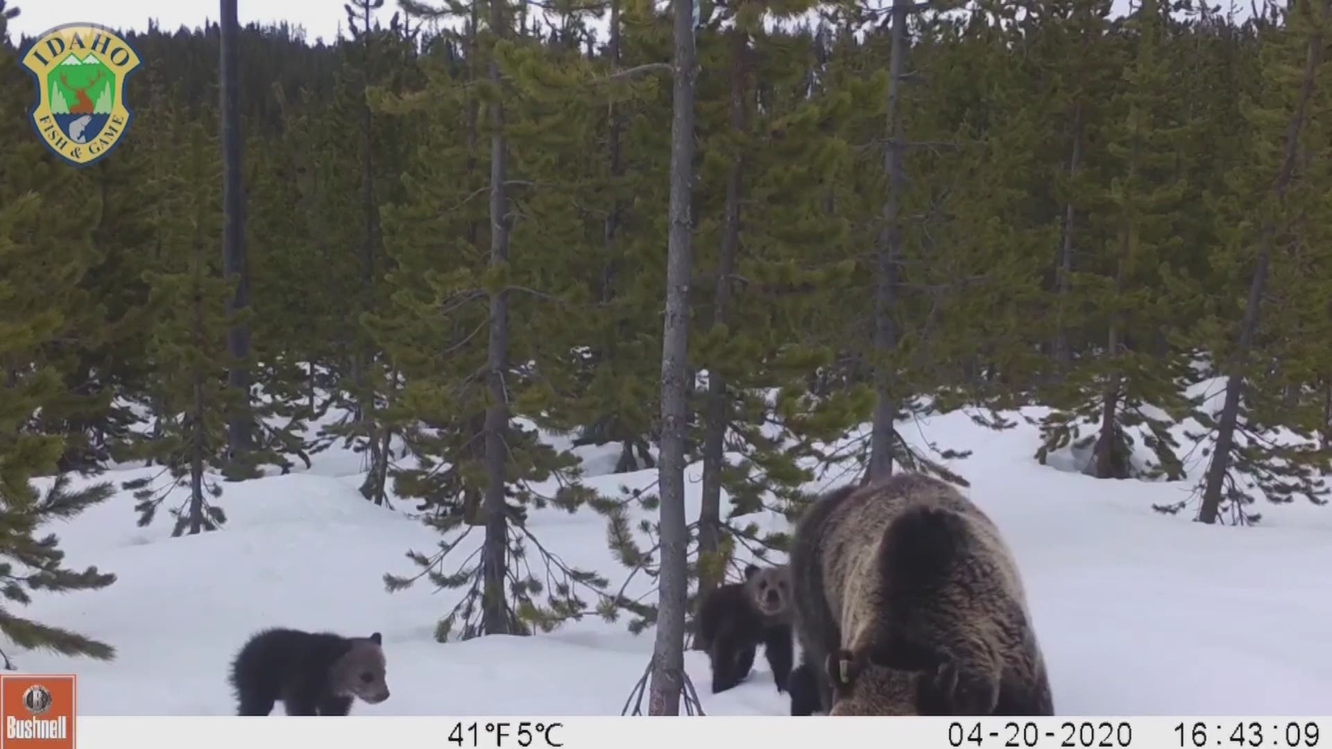 Idaho Fish and Game cameras caught a grizzly bear and her cubs foraging in the Island Park area of eastern Idaho.