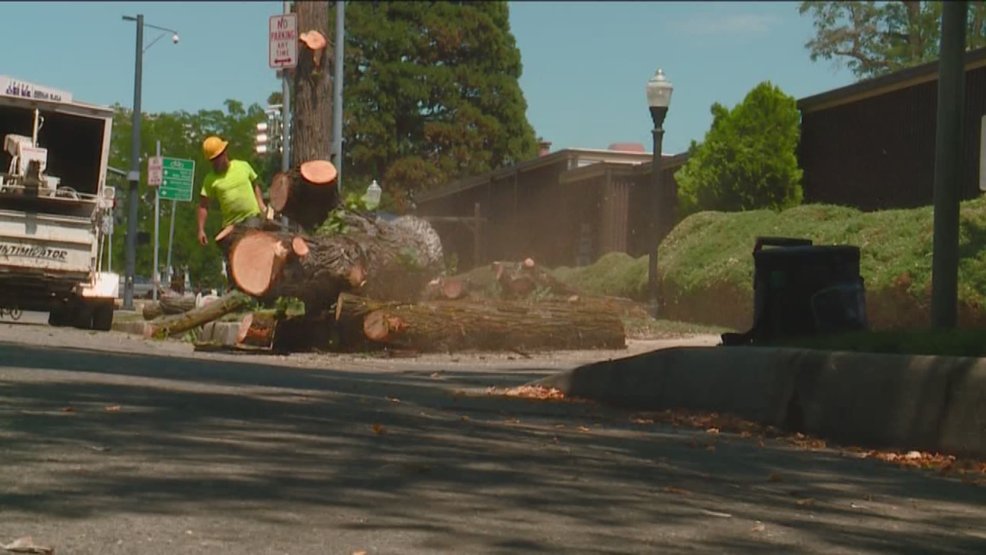 Trees being cut down for road work.