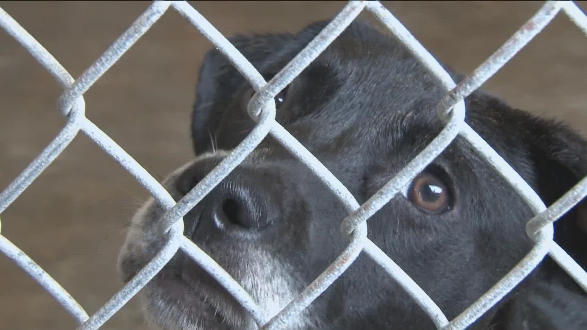 Ladies and The Trap work with skittish animals that owners have a hard time finding. The Idaho company said the 4th of July is their busiest time of the year.